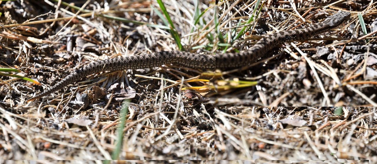 Identificazione rettile: Vipera aspis aspis